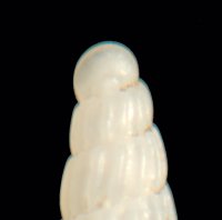 Famiglia Pyramidellidae